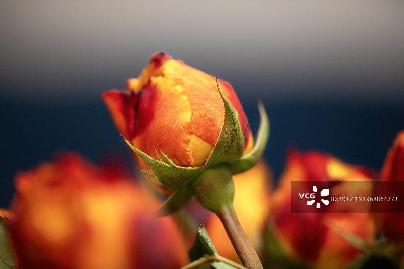 杂交玫瑰图片素材