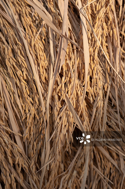 干燥稻叶背景图片素材