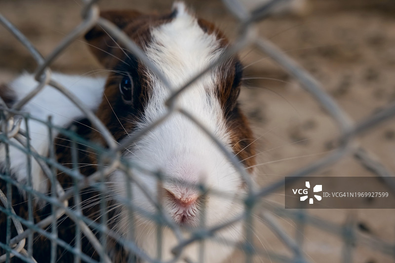 兔子面部特写，透过铁丝网图片素材