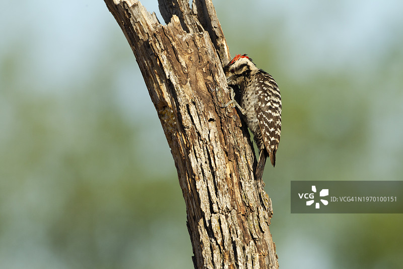亚利桑那州梯背啄木鸟图片素材