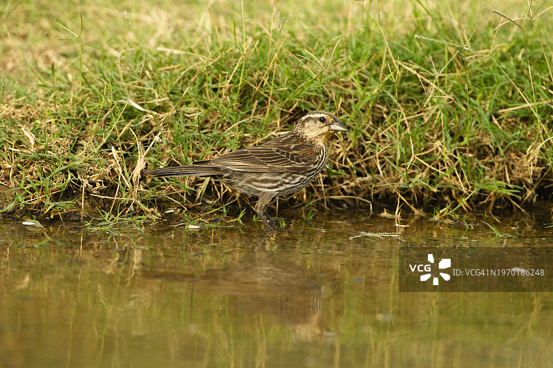 红翼黑鸟图片素材
