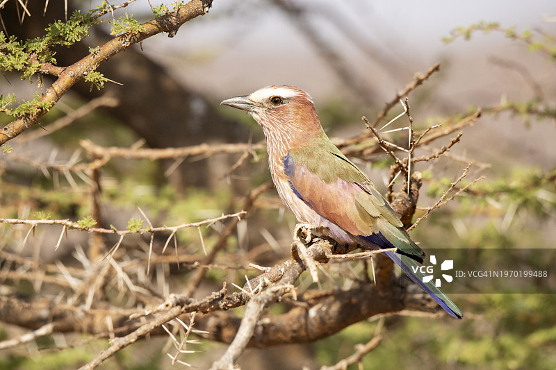 棕冠戴胜图片素材