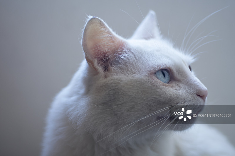 白色蓝眼睛的猫图片素材