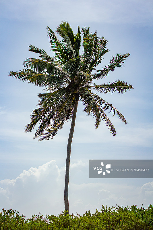 棕榈树图片素材