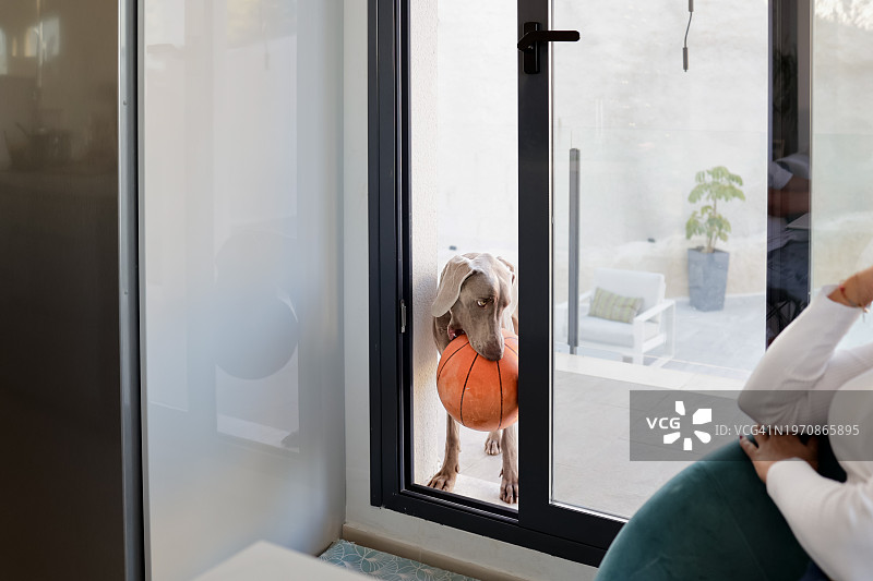 拿着篮球向室内凝视的狗图片素材