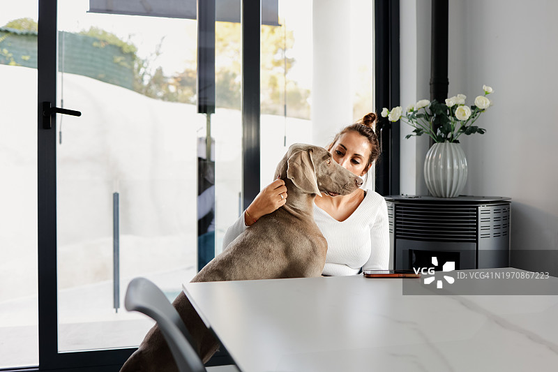 女子与魏玛犬的温馨时刻图片素材