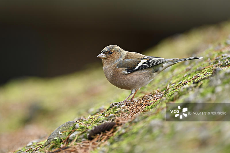 瑞士欧洲，坐在地上的雄性苍头燕雀图片素材