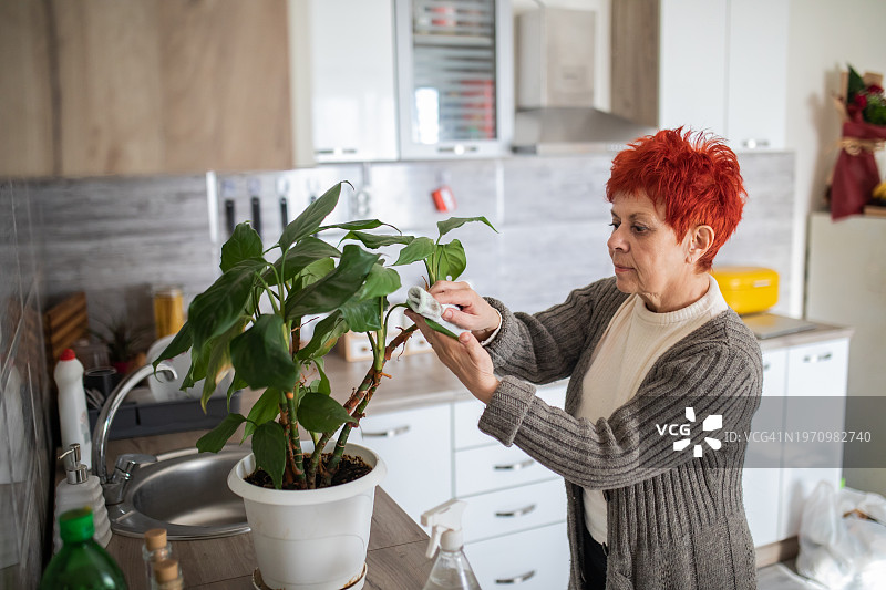 红发年长女人擦拭叶子上的灰尘图片素材