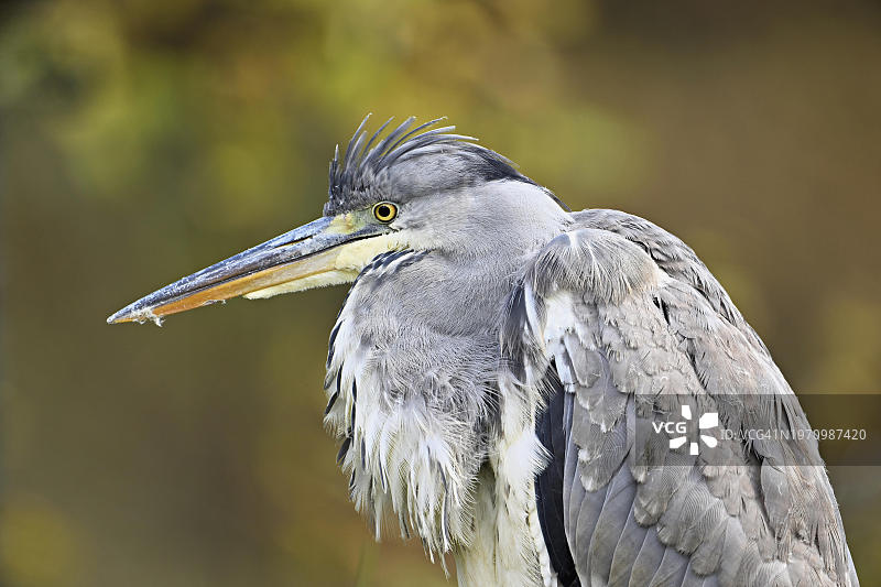 欧洲瑞士的苍鹭图片素材