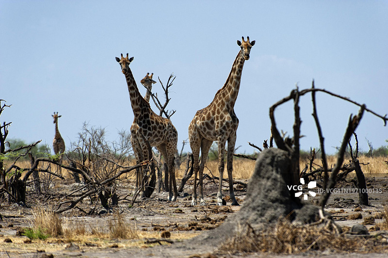 博茨瓦纳乔贝国家公园的长颈鹿群图片素材