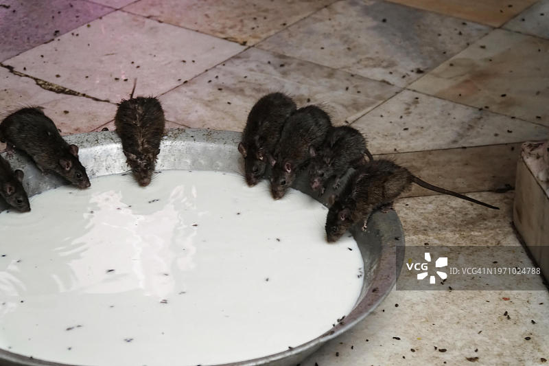 卡尔尼·玛塔神庙的圣鼠，印度拉贾斯坦邦代什诺克图片素材