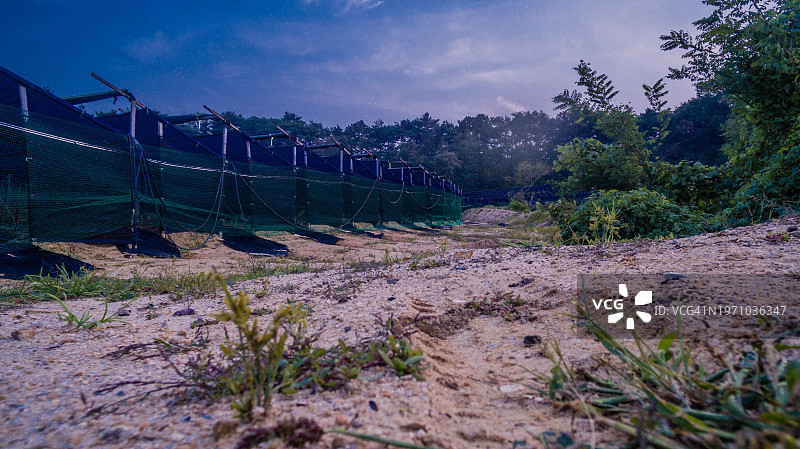 韩国乡村田野蓝帐篷下生长的红参图片素材