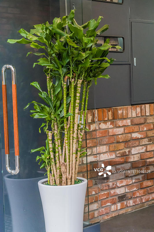 韩国，白色花瓶里的竹子图片素材