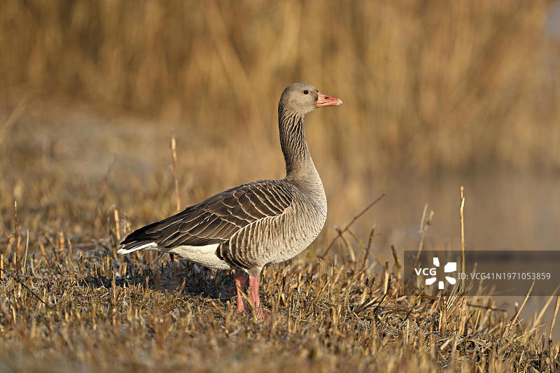 灰雁站立在瑞士的芦苇丛中图片素材