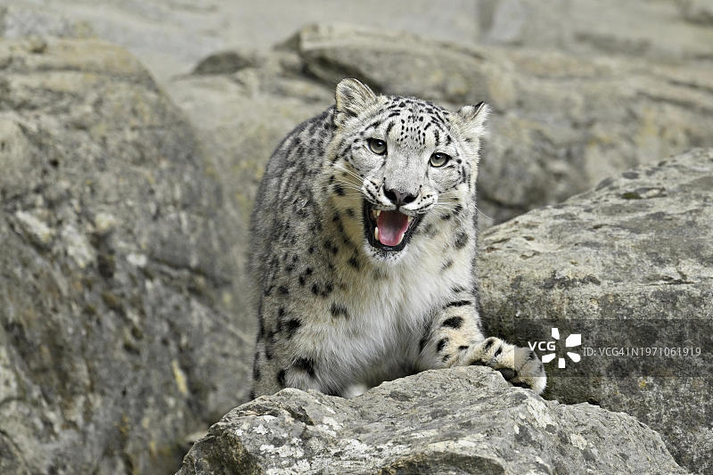 雪豹（学名：Uncia uncia），圈养，瑞士，欧洲图片素材