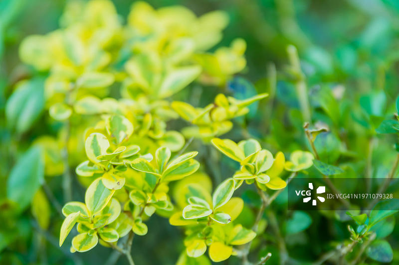 韩国秋季变黄的绿灌木叶子特写图片素材