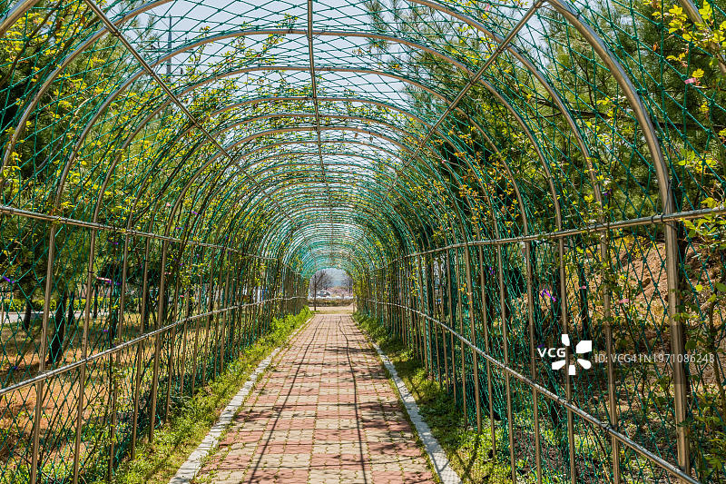 韩国公共公园砖砌走道拱形金属架上生长的绿色植物图片素材