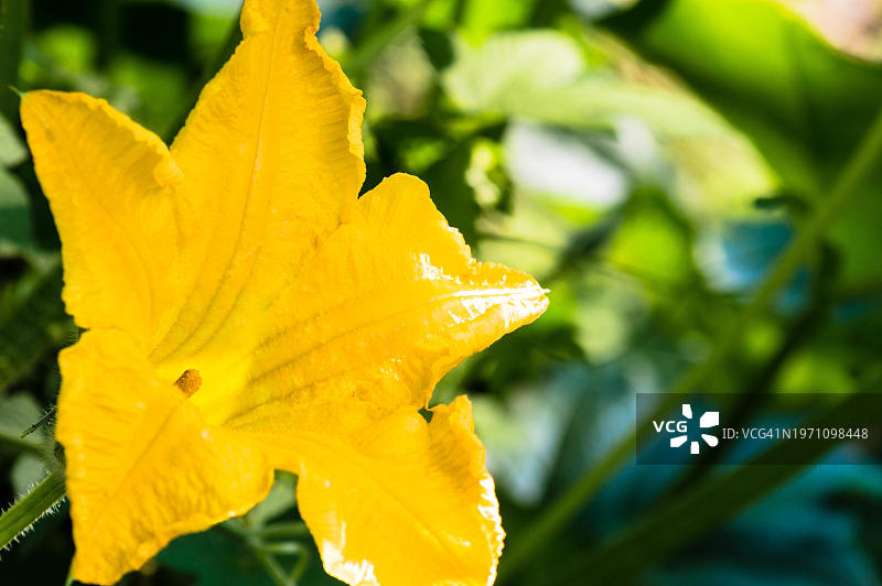 特写镜头下的鲜黄色南瓜花，韩国，亚洲图片素材
