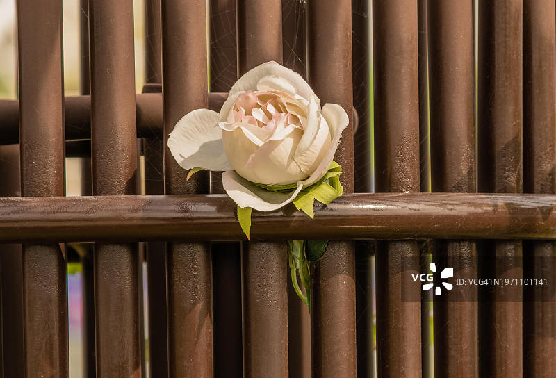 韩国棕色铁门上的单支白色玫瑰图片素材