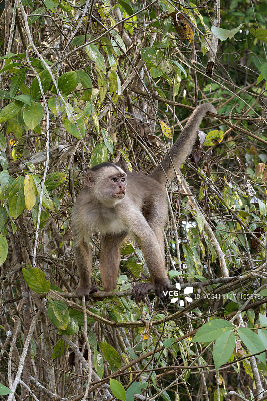 白额卷尾猴，亚马孙河流域，巴西，南美洲图片素材