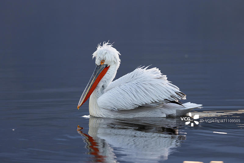 克基尼湖的鹈鹕，沐浴在傍晚的光辉中图片素材