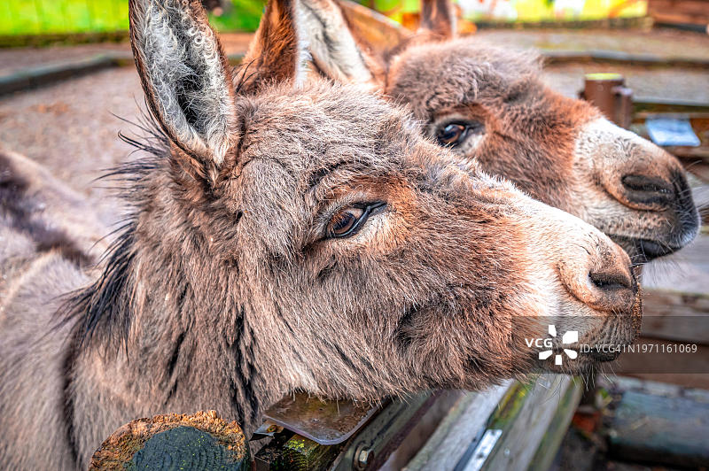 德国图林根驴的肖像图片素材