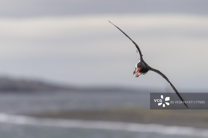 飞行中的蛎鹬，冰岛图片素材