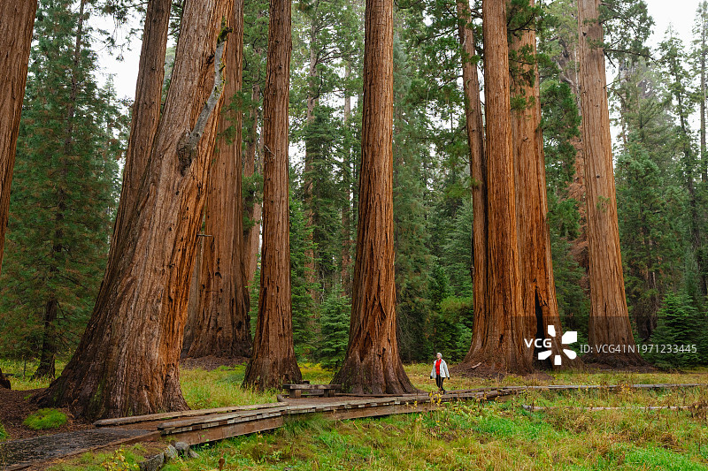 女子徒步旅行，与巨杉合影图片素材