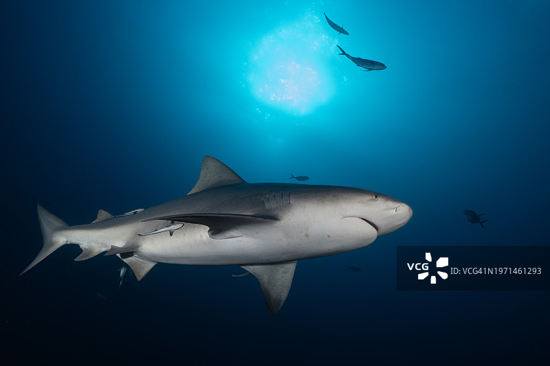 佛罗里达海岸的公牛鲨图片素材