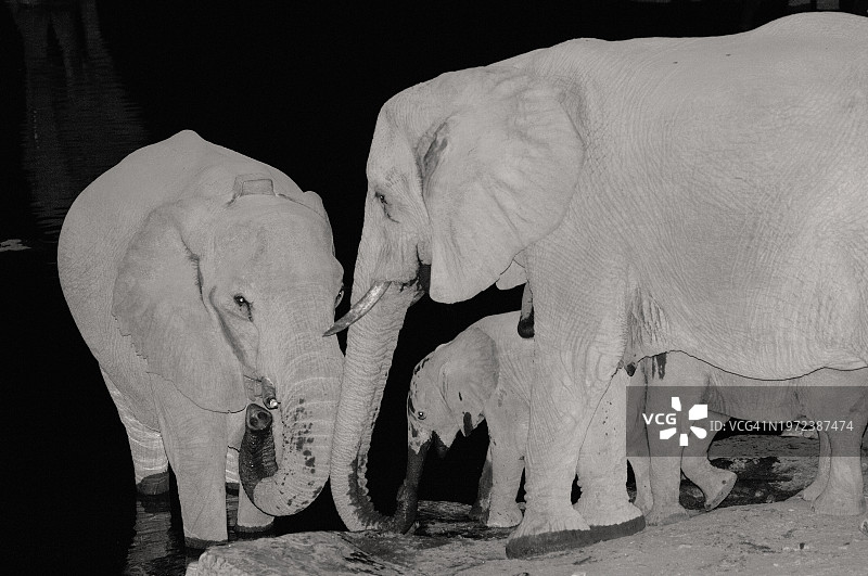 夜晚的大象家族图片素材