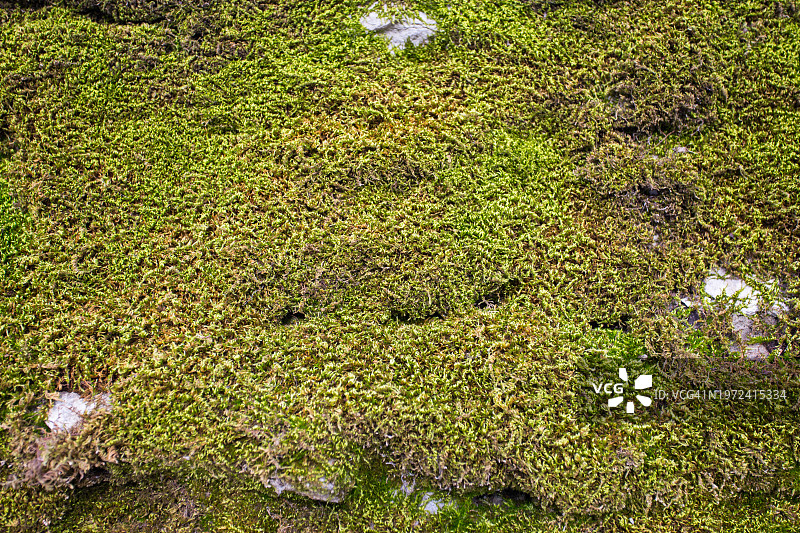 长满苔藓和地衣的旧石墙图片素材