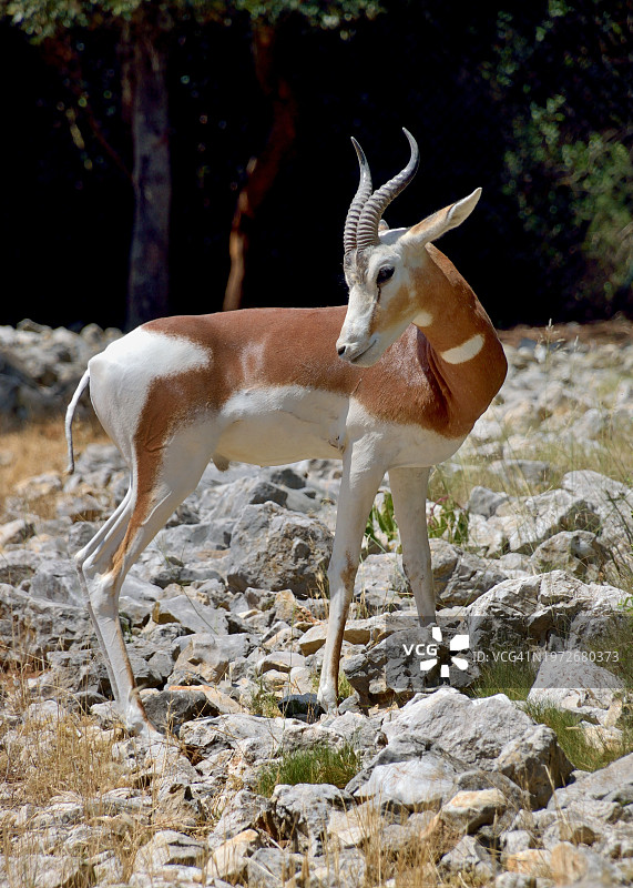 摩尔瞪羚图片素材
