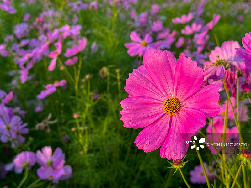 粉色波斯菊，自然背景图片素材