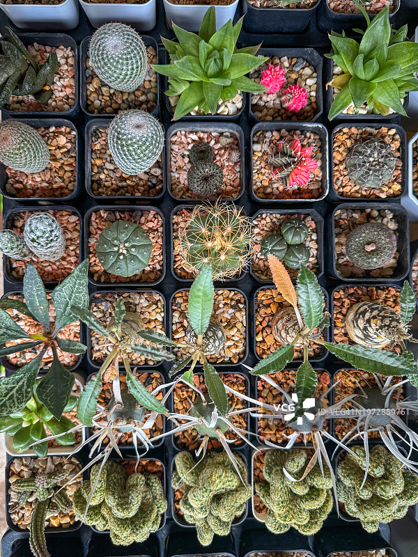 在温室中收集仙人掌图片素材