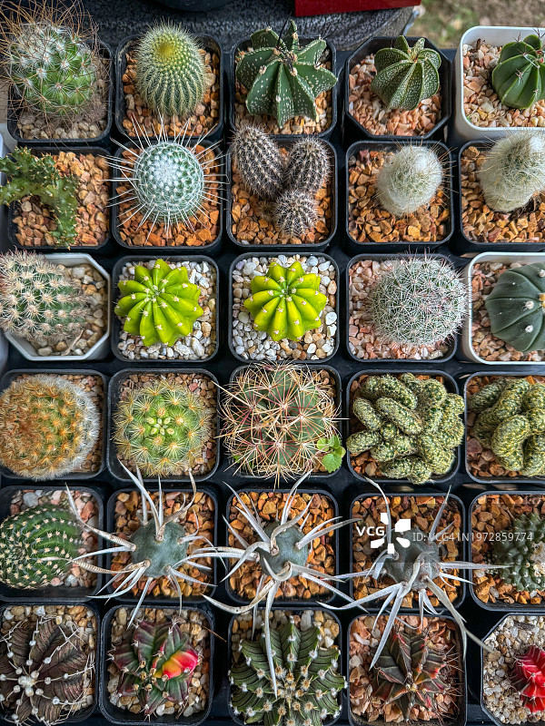 在温室中收集仙人掌图片素材