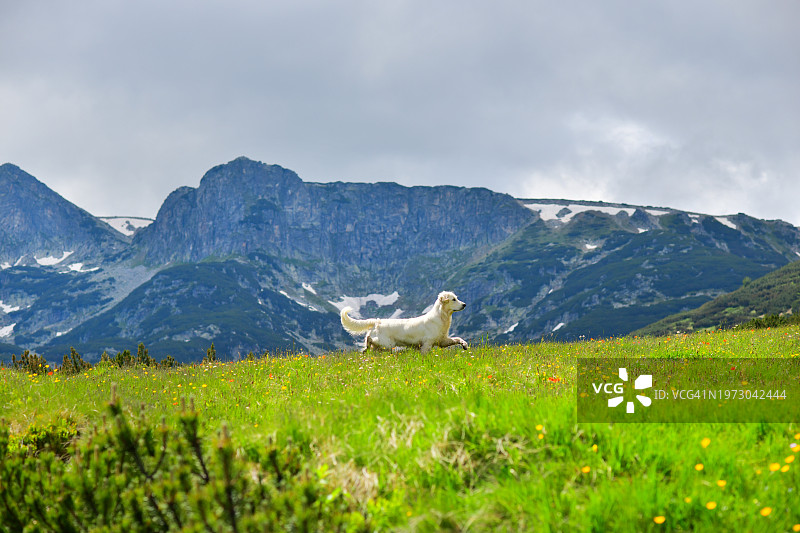 在山中奔跑的金毛寻回犬图片素材