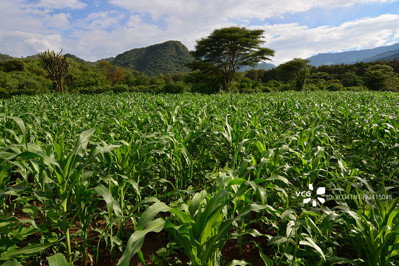 裂谷中的玉米作物图片素材