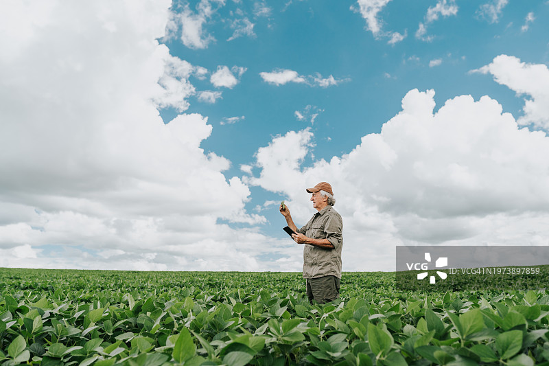 寻找大豆异常现象的资深农学家图片素材