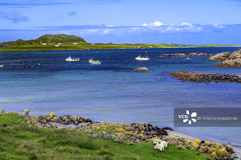 在苏格兰马尔岛Fionnphort湾清澈水域附近自由放牧的绵羊图片素材