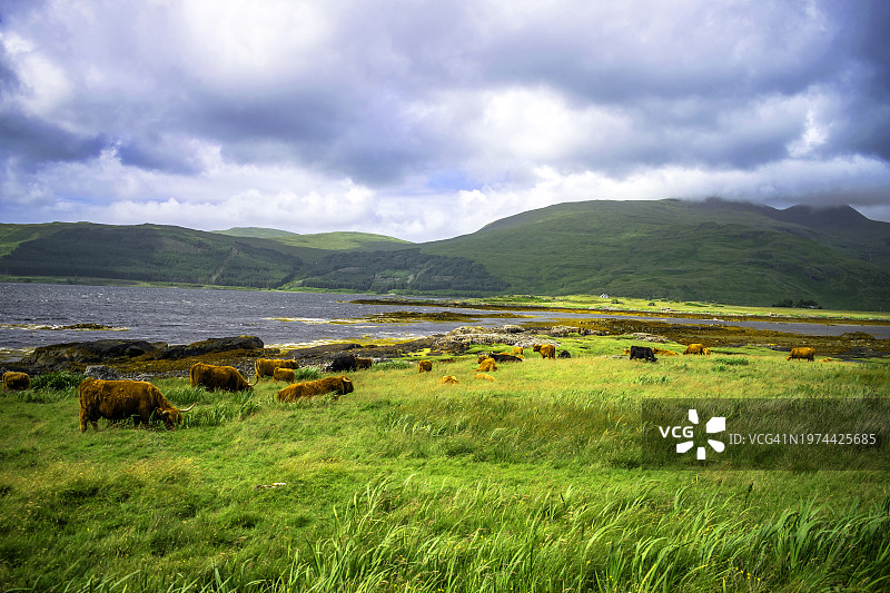 在苏格兰内赫布里底群岛马尔岛上自由漫步的高地牛图片素材