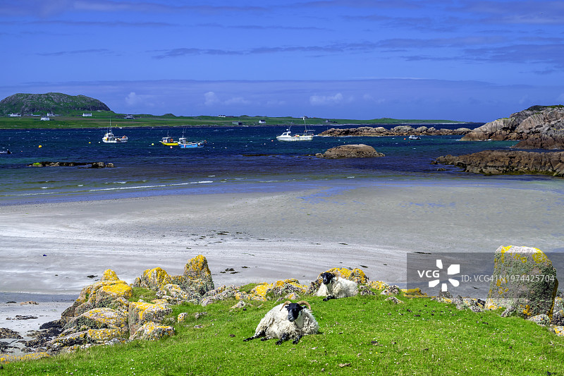 在苏格兰马尔岛Fionnphort湾清澈水域附近自由放牧的绵羊图片素材