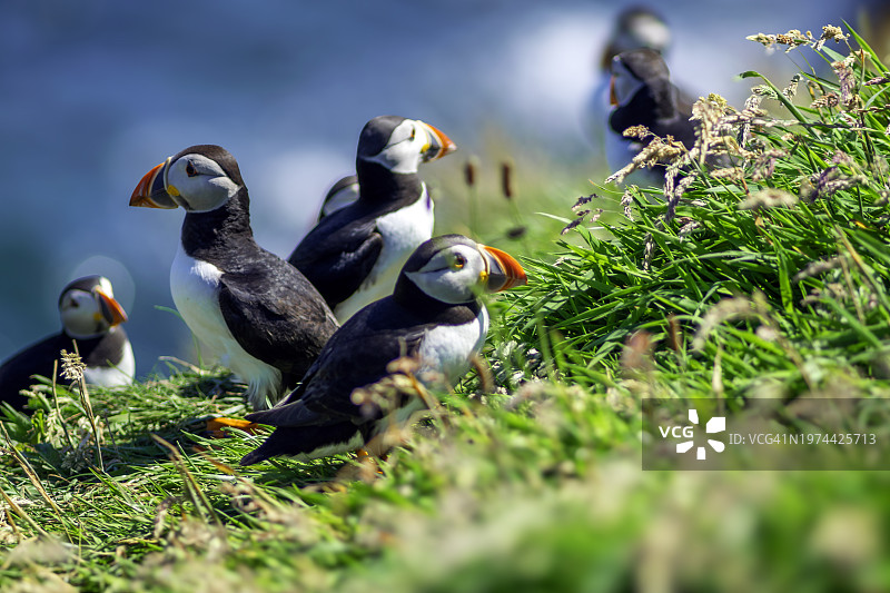 大西洋海鹦，栖息于斯塔法岛的鸟群，内赫布里底群岛，苏格兰西北部图片素材
