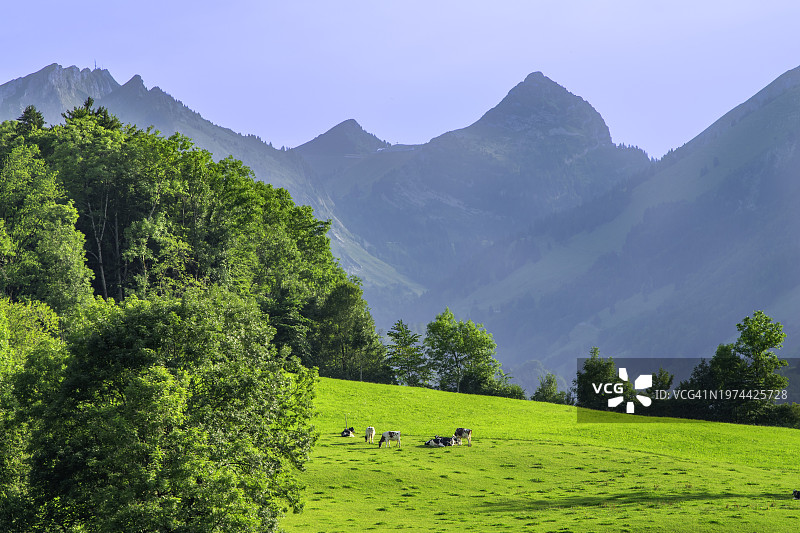 格鲁耶尔地区乡村风光，瑞士阿尔卑斯山脉环绕的奶牛牧场图片素材