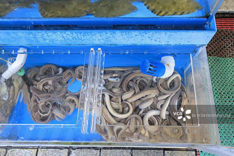 釜山札嘎其市场鱼缸内售卖的活鳗鱼图片素材