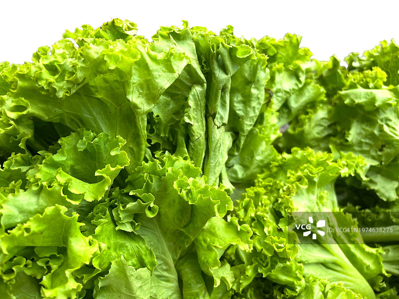 绿色生菜图片素材