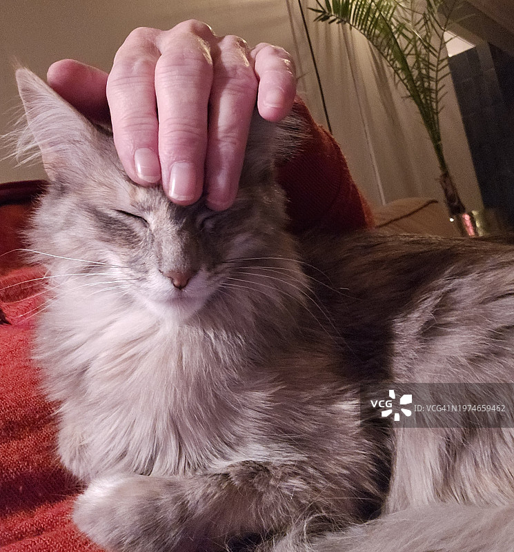 奶奶和家猫一起放松图片素材