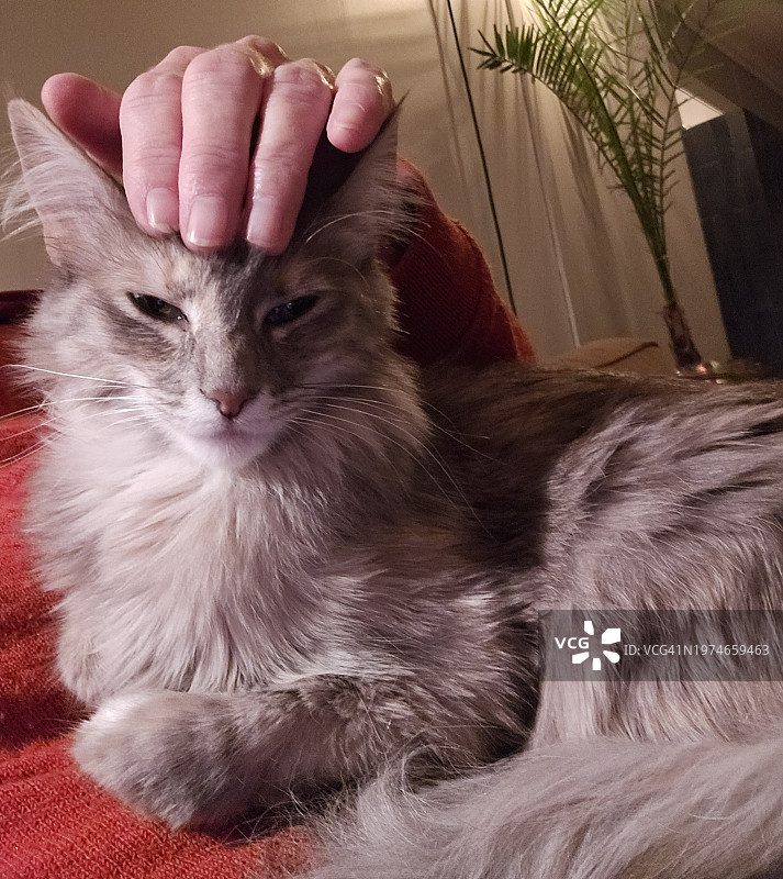 充满爱意的手挠着猫的手图片素材