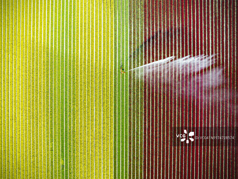 春天农田里被喷灌的郁金香图片素材