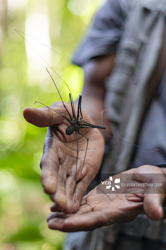 无尾鞭蝎蜘蛛图片素材