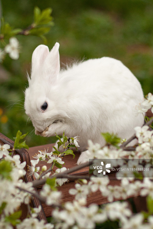 樱花丛中的一只白色兔子图片素材